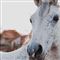 Coachen met paarden werkt!